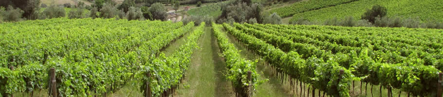 Il Verdicchio